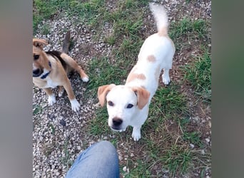 Sina - fröhliches,  aktives Pointer-Mix Mädchen ist bereit für ihr neues Leben!