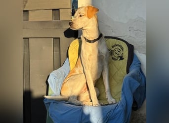 Sina - fröhliches,  aktives Pointer-Mix Mädchen ist bereit für ihr neues Leben!