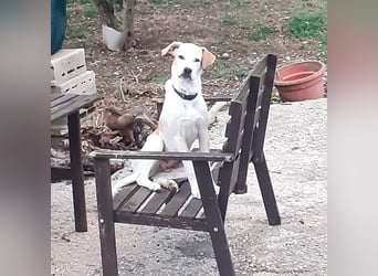 Sina - fröhliches,  aktives Pointer-Mix Mädchen ist bereit für ihr neues Leben!