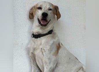 Sina - fröhliches,  aktives Pointer-Mix Mädchen ist bereit für ihr neues Leben!