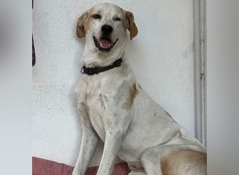 Sina - fröhliches,  aktives Pointer-Mix Mädchen ist bereit für ihr neues Leben!