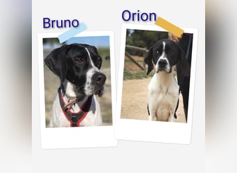 Orion und Bruno - dringend Pflegestelle gesucht