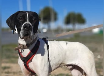 Orion und Bruno - dringend Pflegestelle gesucht