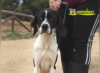 Orion und Bruno - dringend Pflegestelle gesucht