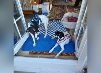 Orion und Bruno - dringend Pflegestelle gesucht