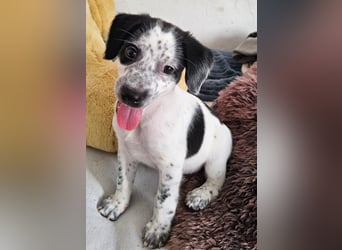 Kleine DOTTY wartet auf ihre Menschen