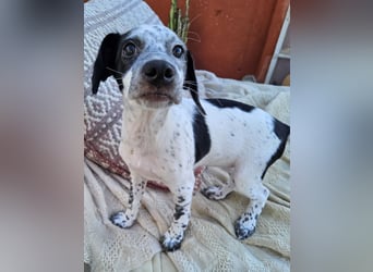 Kleine DOTTY wartet auf IHRE Menschen
