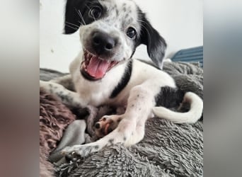 Kleine DOTTY wartet auf ihre Menschen