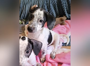 Kleine DOTTY wartet auf IHRE Menschen