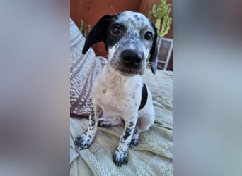Kleine DOTTY wartet auf IHRE Menschen