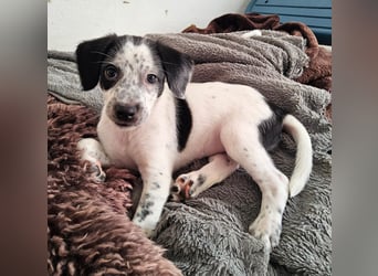 Kleine DOTTY wartet auf ihre Menschen