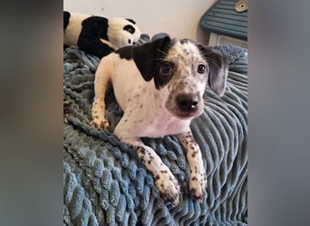 Kleine DOTTY wartet auf IHRE Menschen