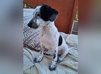 Kleine DOTTY wartet auf IHRE Menschen