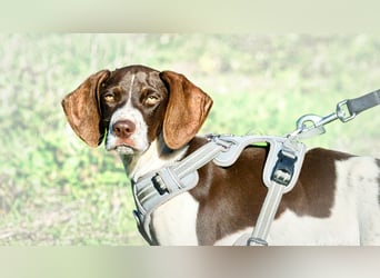 Scout – bereit für Abenteuer