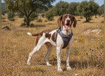 Scout – bereit für Abenteuer