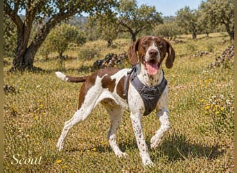 Scout – bereit für Abenteuer