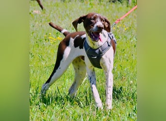 Scout – bereit für Abenteuer