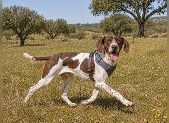 Scout – bereit für Abenteuer