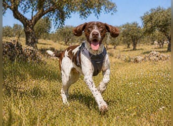 Scout – bereit für Abenteuer