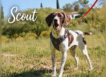 Scout – sensibler Jungspund sucht seine Menschen