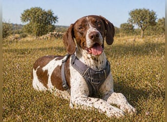 Scout – bereit für Abenteuer