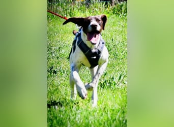 Scout – bereit für Abenteuer