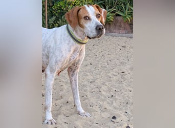 Pointer Fine wartet in Portugal auf unserem Tierschutzhof!