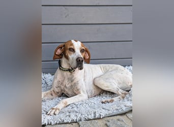 Pointer Fine wartet in Portugal auf unserem Tierschutzhof!