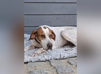 Pointer Fine wartet in Portugal auf unserem Tierschutzhof!