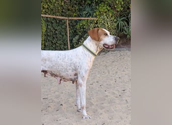 Pointer Fine wartet in Portugal auf unserem Tierschutzhof!
