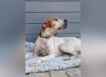 Pointer Fine wartet in Portugal auf unserem Tierschutzhof!