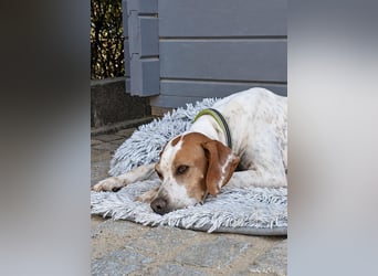 Pointer Fine wartet in Portugal auf unserem Tierschutzhof!