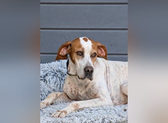 Pointer Fine wartet in Portugal auf unserem Tierschutzhof!