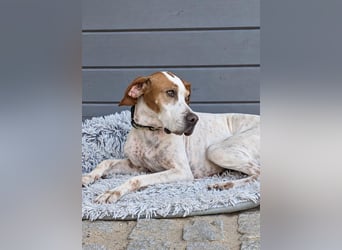 Pointer Fine wartet in Portugal auf unserem Tierschutzhof!