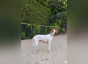 Pointer Fine wartet in Portugal auf unserem Tierschutzhof!
