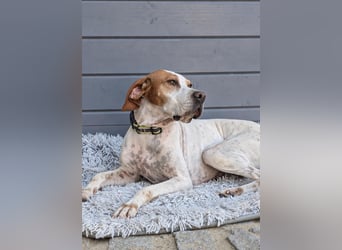 Pointer Fine wartet in Portugal auf unserem Tierschutzhof!