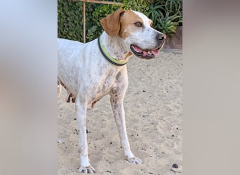 Pointer Fine wartet in Portugal auf unserem Tierschutzhof!