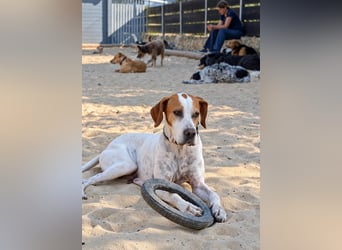 Pointer Fine wartet in Portugal auf unserem Tierschutzhof!
