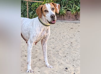Pointer Fine wartet in Portugal auf unserem Tierschutzhof!