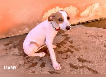 Zuckersüße Isabel für ihr Sofa