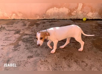 Zuckersüße Isabel für ihr Sofa