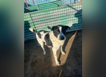 Bandit - freundlicher Schmusebär