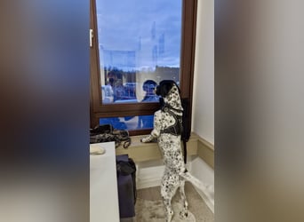 Menschenbezogener und treuer Pointermix RAVI sucht eine Familie