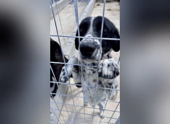 Menschenbezogener und treuer Pointermix RAVI sucht eine Familie