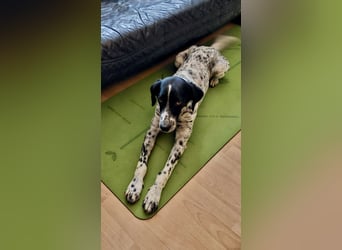 Junger Mischlingsrüde (2,5 Jahre) RAVI sucht eine eigene Familie!