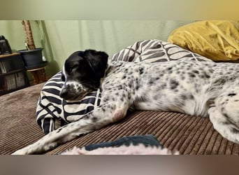 Menschenbezogener und treuer Pointermix RAVI sucht eine Familie