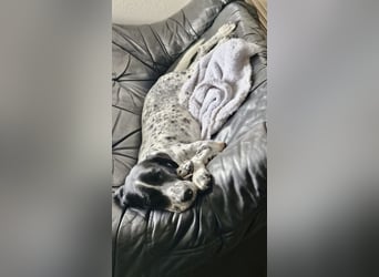 Menschenbezogener und treuer Pointermix RAVI sucht eine Familie