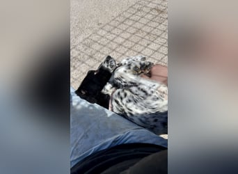 Aktiver und schmusiger Jungrüde RAVI sucht eine Familie!