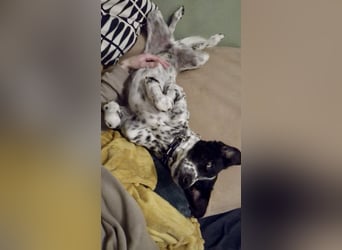 Aktiver und schmusiger Jungrüde RAVI sucht eine Familie!