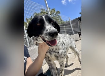 Menschenbezogener und treuer Pointermix RAVI sucht eine Familie